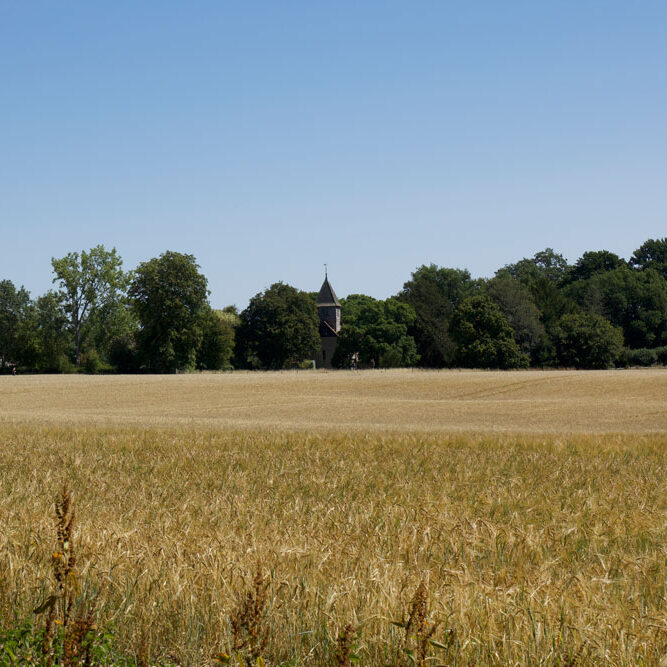 Rapeseed Fields and blue sky with the church spire beyond the tree tops